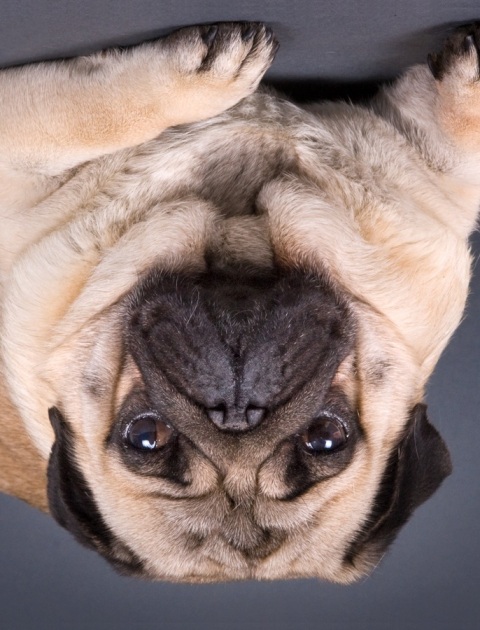 Upsidedown Dog